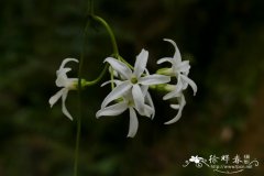 黑鳗藤 Jasminanthes mucronata