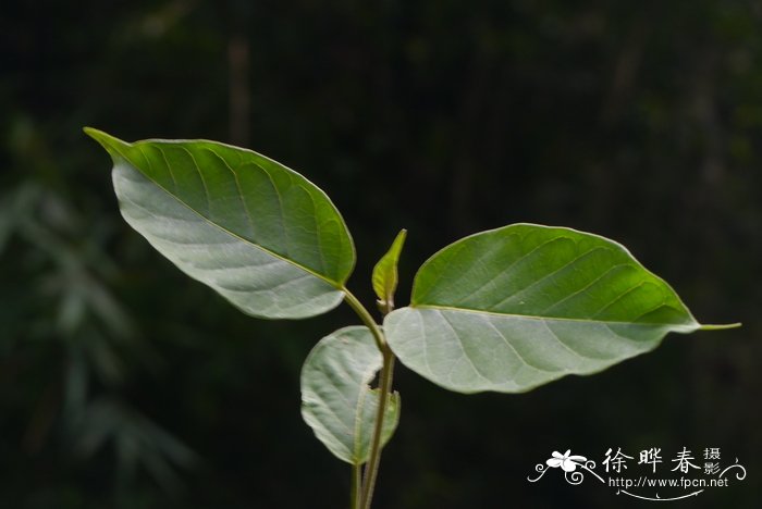 黑鳗藤 Jasminanthes mucronata