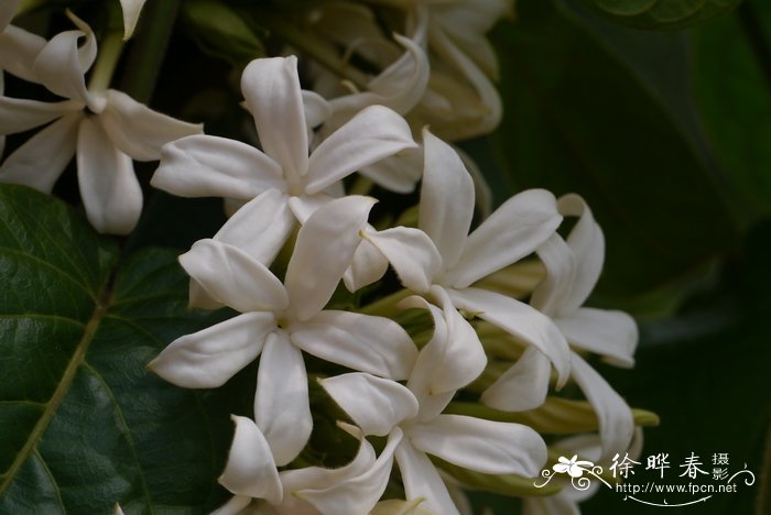 茶药藤Jasminanthes pilosa