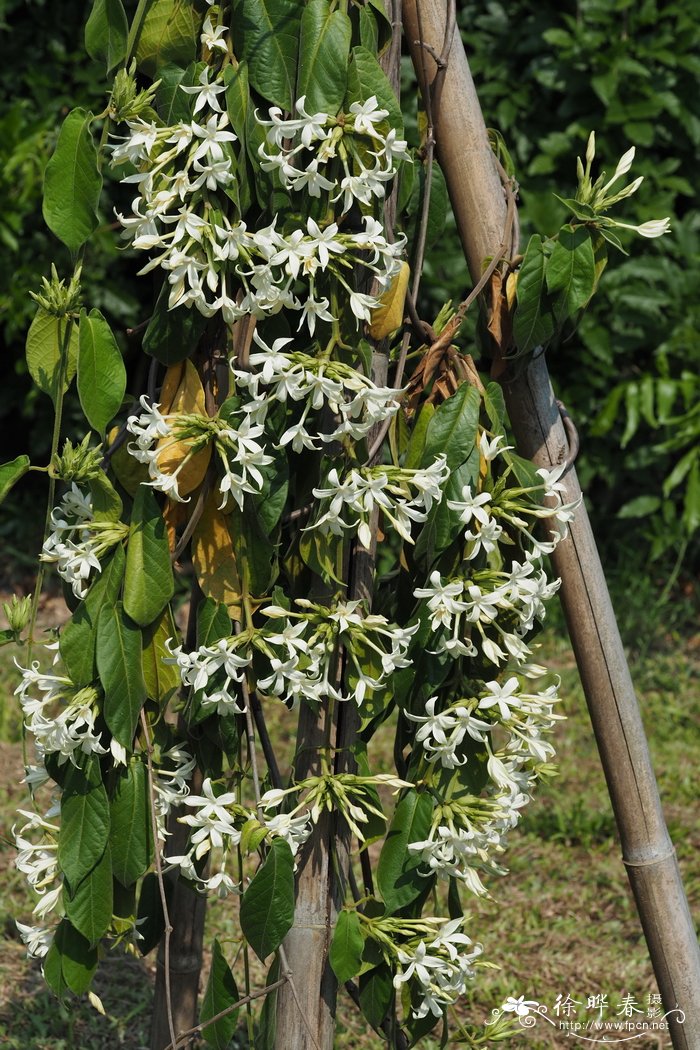 茶药藤Jasminanthes pilosa