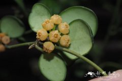 休斯科尔球兰Hoya heuschkeliana