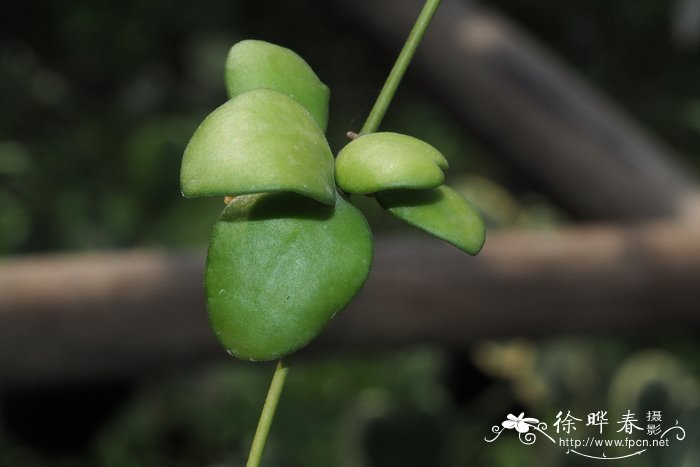 休斯科尔球兰Hoya heuschkeliana