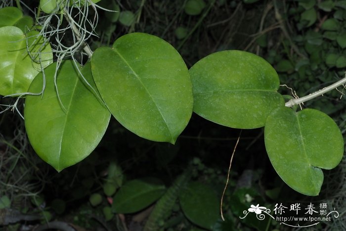 心状球兰Hoya cardiophylla