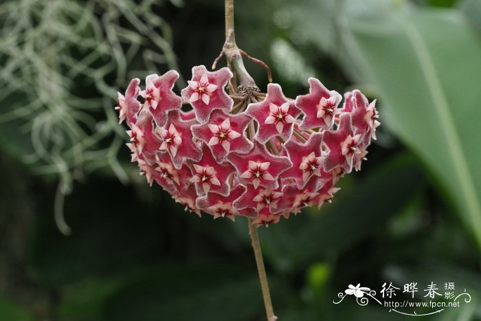 凹副球兰Hoya excavata