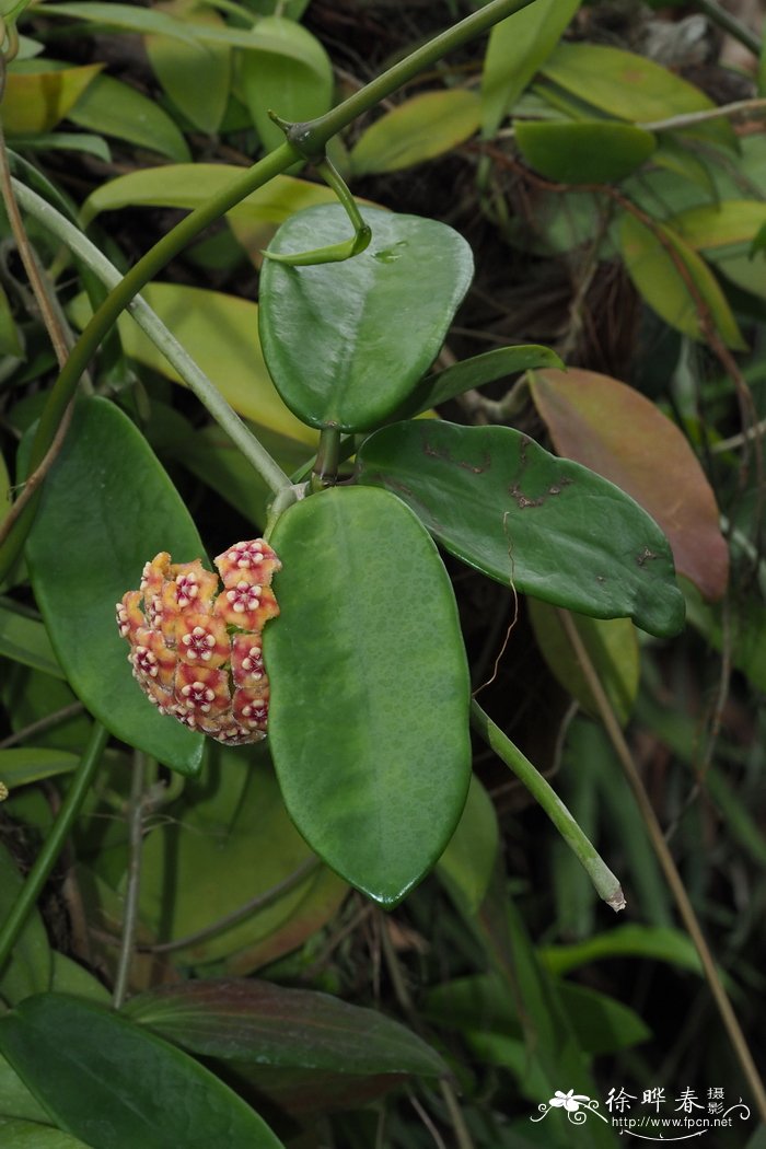 凹副球兰Hoya excavata