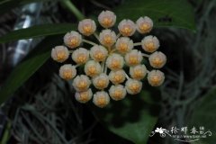 裂瓣球兰Hoya lacunosa