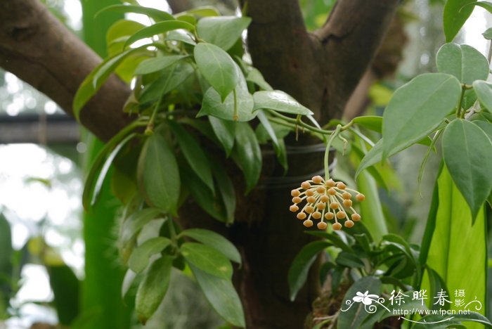 裂瓣球兰Hoya lacunosa