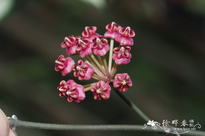 卢卡球兰Hoya lucardenasiana