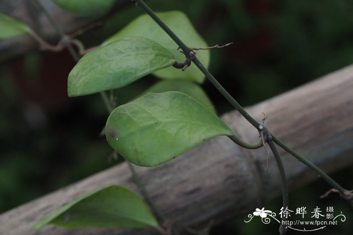 卢卡球兰Hoya lucardenasiana