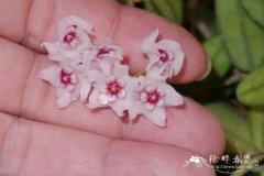 香花球兰Hoya lyi