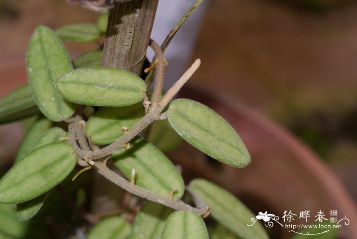 香花球兰Hoya lyi