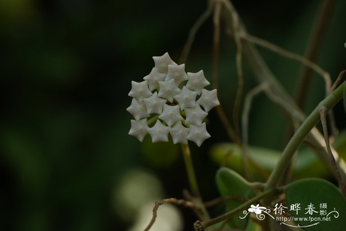 钱时球兰Hoya nummularioides