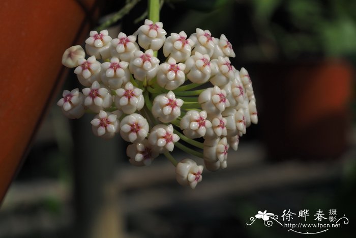 粗蔓球兰Hoya pachyclada