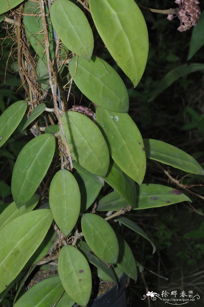 寄生球兰Hoya parasitica