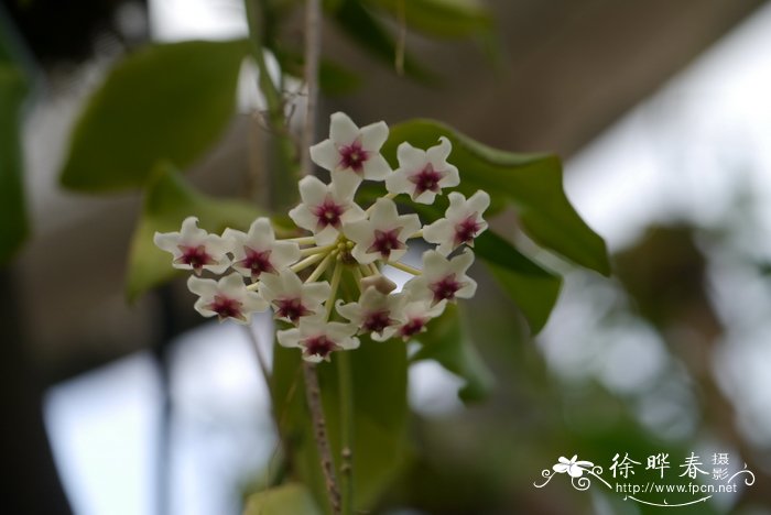 巴兹球兰Hoya paziae