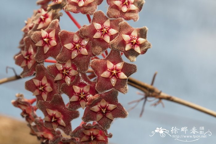 舌苔球兰Hoya pubicalyx