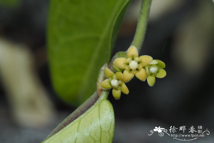 匙羹藤Gymnema sylvestre