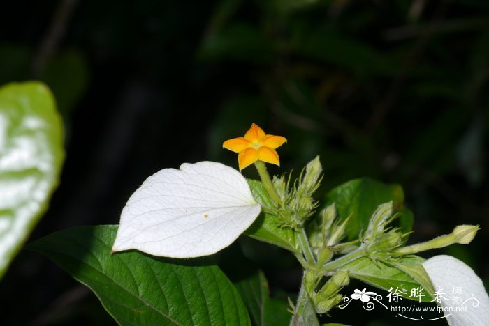 粗毛玉叶金花Mussaenda hirsutula