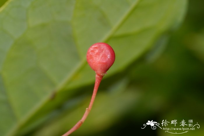 平伐清风藤Sabia dielsii