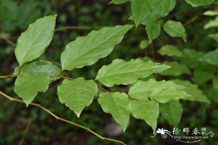 平伐清风藤Sabia dielsii