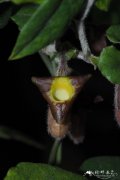 台湾马兜铃 Aristolochia shimadae