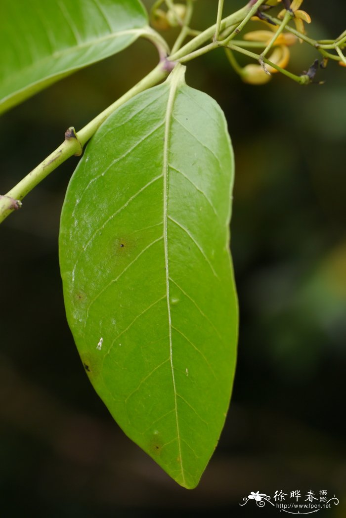 蓬莱葛Gardneria multiflora