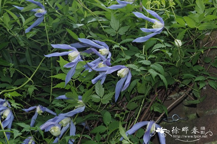 '简林德马克' 铁线莲Clematis 'Jan Lindmark'