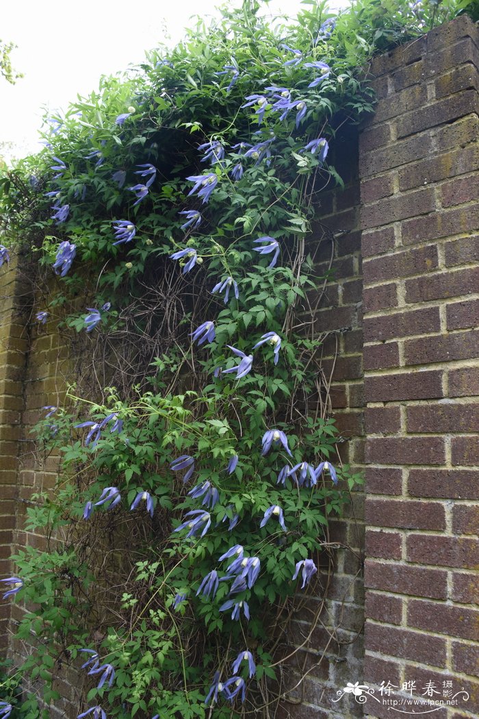 '简林德马克' 铁线莲Clematis 'Jan Lindmark'