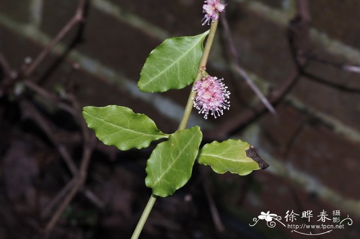 七索藤Ercilla volubilis