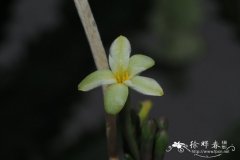 毒腺蔓Adenia venenata