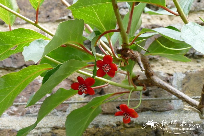 红花五味子Schisandra rubriflora