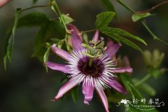 淡紫西番莲Passiflora × violacea