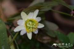 双花西番莲 Passiflora biflora