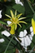 柠檬西番莲 Passiflora citrina