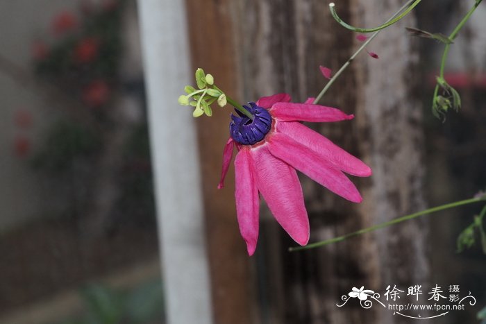 埃德蒙兹西番莲Passiflora edmundoi