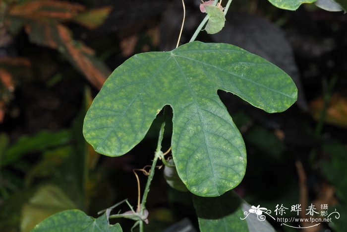 埃德蒙兹西番莲Passiflora edmundoi