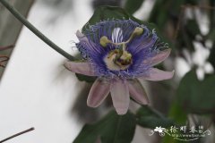 加克西番莲Passiflora garckei