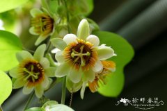 绢毛西番莲Passiflora holosericea