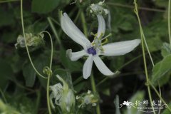 帕尔默西番莲Passiflora palmeri