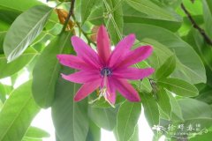 香蕉百香果Passiflora tarminiana