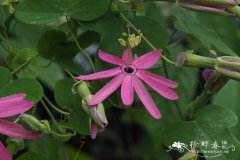 反瓣西番莲Passiflora reflexiflora