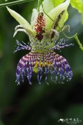 细齿西番莲Passiflora serrulata