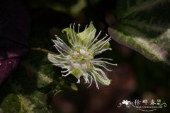 鸭掌西番莲Passiflora trifasciata