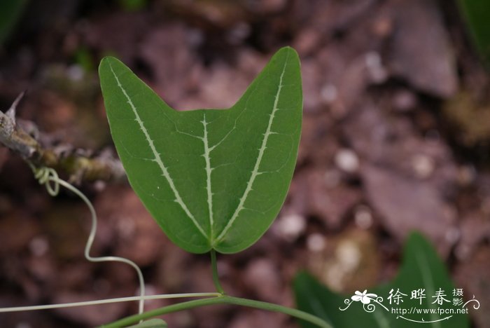 版纳西番莲Passiflora xishuangbannaensis