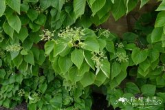 绣球钻地风Schizophragma hydrangeoides