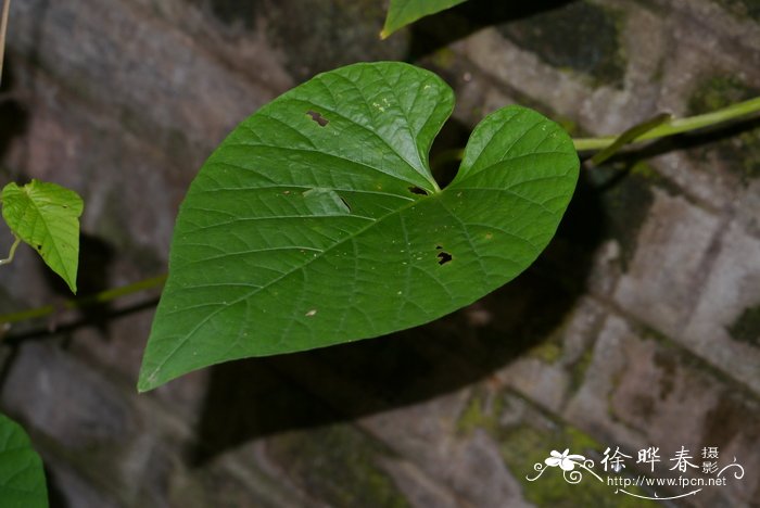 红腺叶藤Stictocardia beraviensis