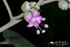 聚花白鹤藤Argyreia osyrensis