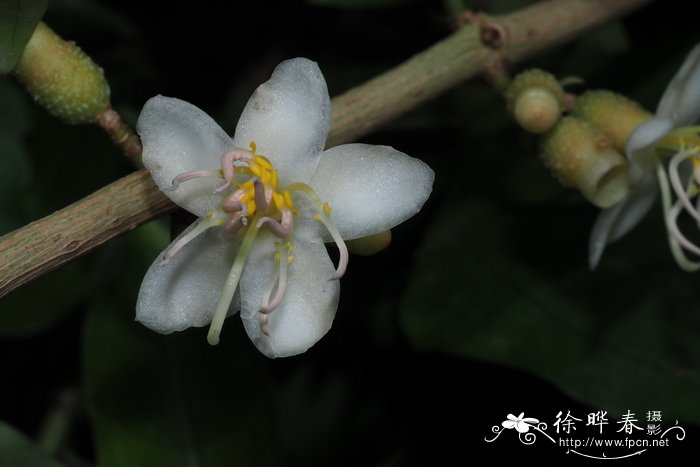 附生美丁花 Medinilla arboricola