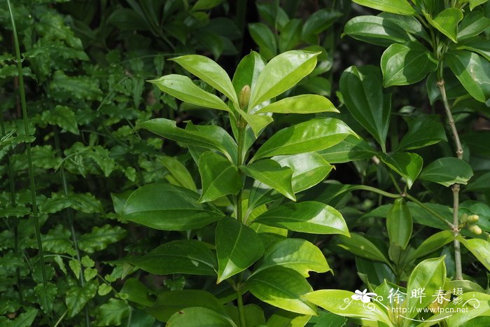 附生美丁花 Medinilla arboricola