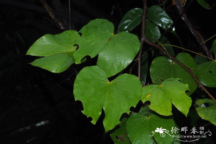 锈荚藤Bauhinia erythropoda